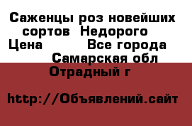 Саженцы роз новейших сортов. Недорого. › Цена ­ 350 - Все города  »    . Самарская обл.,Отрадный г.